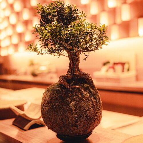 San Omakase by michelin.com