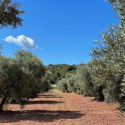 L'Oustau de Baumanière – Les Baux-de-Provence - a MICHELIN Guide Restaurant