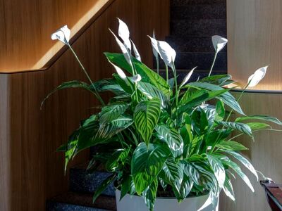 Le Paris-Brest by Christian Le Squer