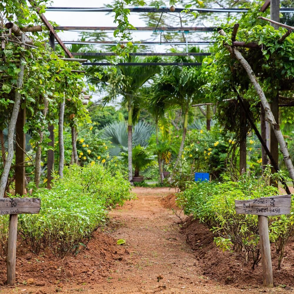 Trisara's own farm, Pru Jampa