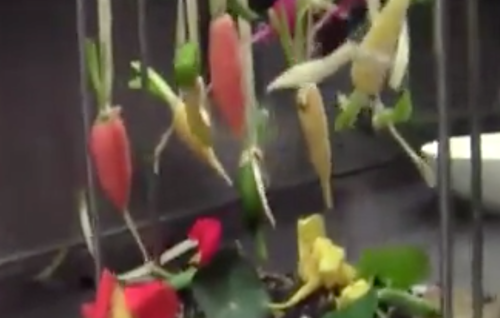 Recette les lÃ©gumes suspendus par sven chartier - Saturne - Fooding Â®
