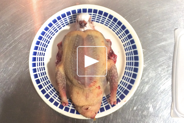 Pigeon, pomme, hibiscus