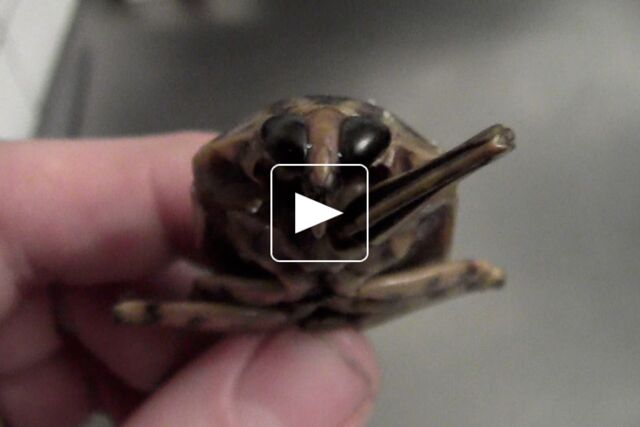 Salade de scorpion d'eau géant