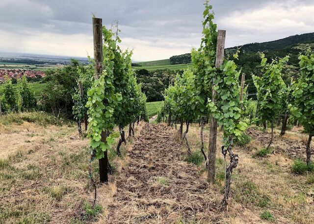 Clairet, Belluard, Lemasson : les raisins du mal-être