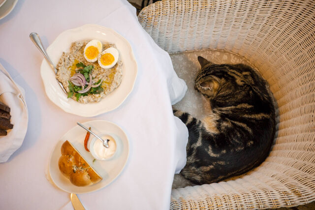 Tout ce que le forshmak m’a appris sur la guerre en Ukraine